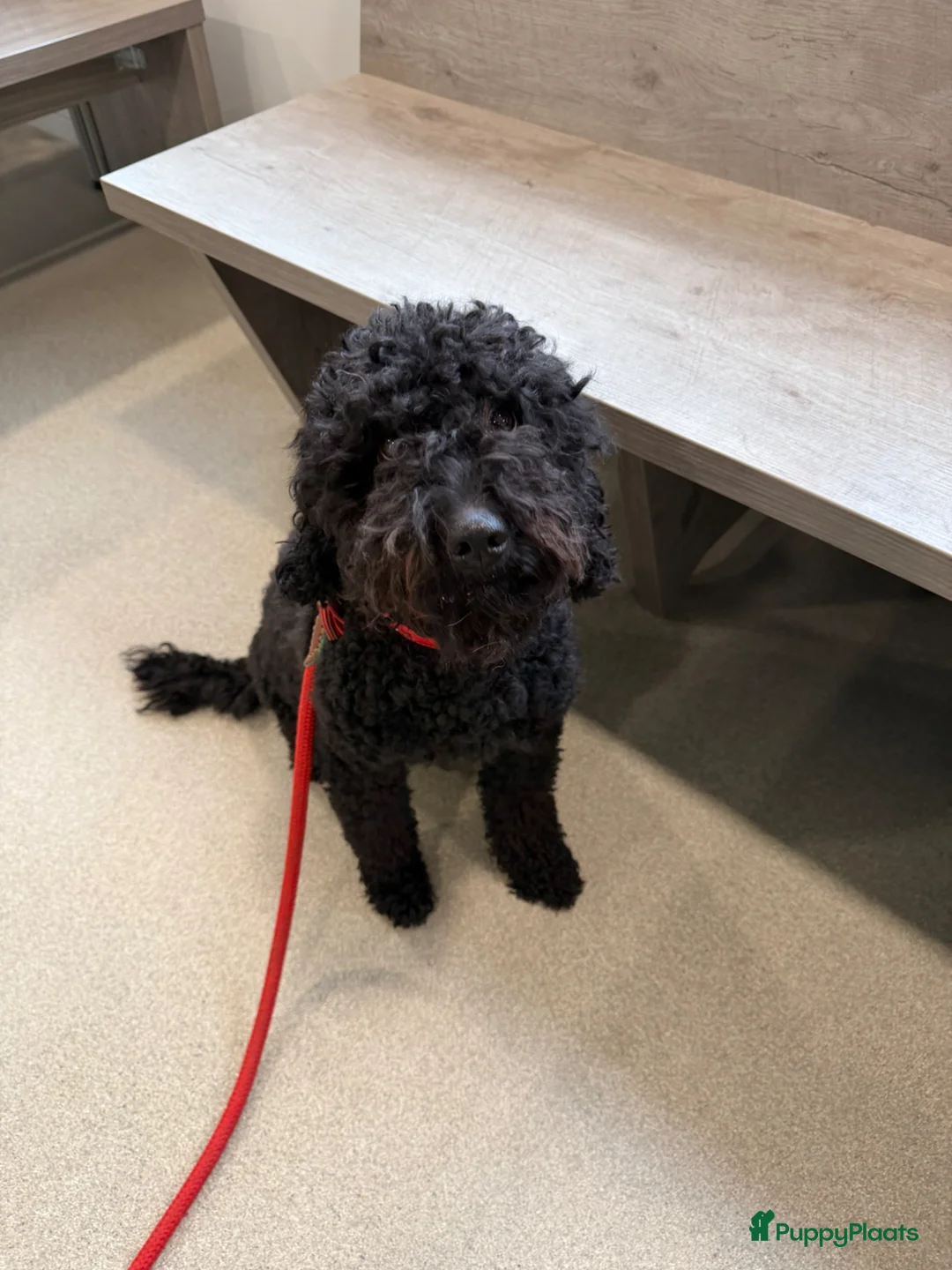 Labradoodle honden te koop: Labradoodles medium  - Advertentie 2