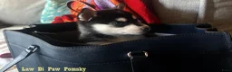 Pomsky honden te koop: Pomsky puppy’s F4+, 100% Amerikaanse bloedlijn - Advertentie 22