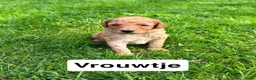 Goldendoodle honden te koop: Goldendoodles F1B - Advertentie 3