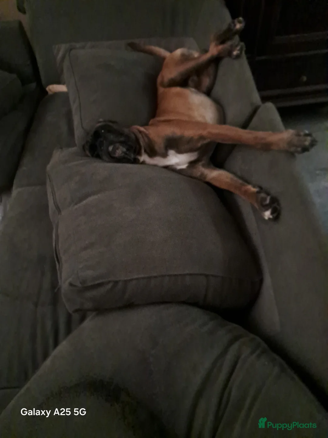 Boxer honden te koop: Boxer puppy's te koop in Maastricht - Advertentie 2