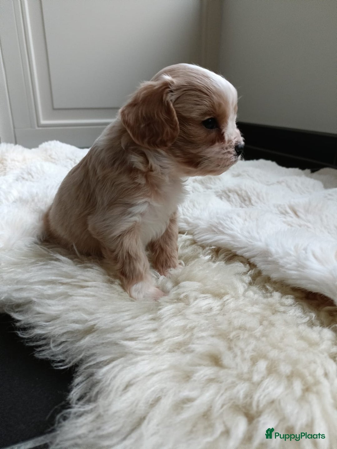 Cavapoo honden te koop: Knappe Cavapoo pups! - Advertentie 4
