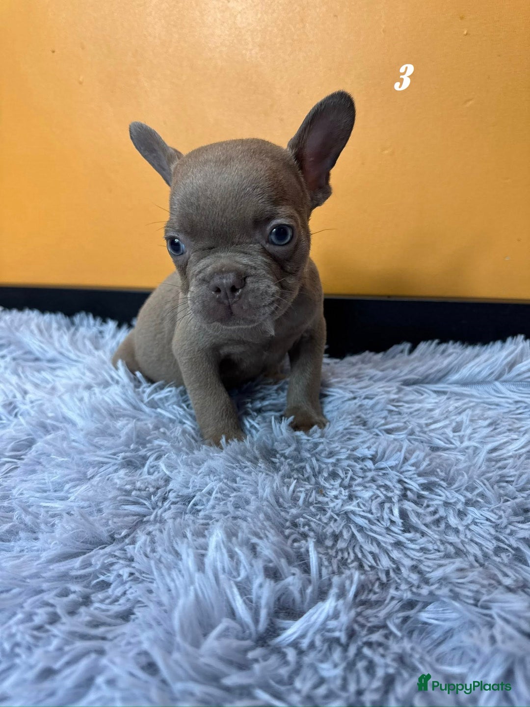 Franse Bulldog honden te koop: Franse bulldog pups - Advertentie 7