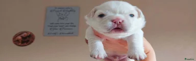Franse Bulldog 6