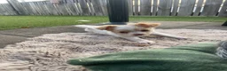 Chihuahua honden te koop: Prachtige chihuahua pups - Advertentie 7