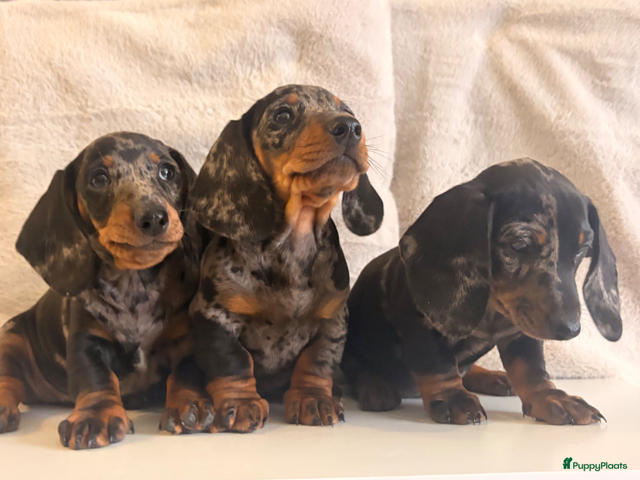 Teckel (korthaar)  honden te koop: Dwerg teckel pupjes. - Advertentie 2