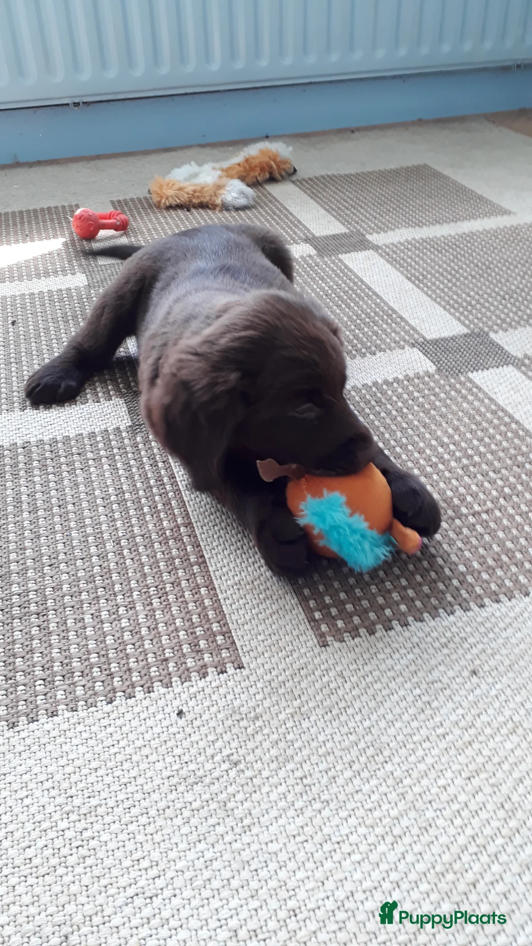 Kruising honden te koop: Kruising pup Bencie!! - Advertentie 2