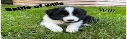 Border Collie honden te koop: Border collie pups  - Advertentie 2