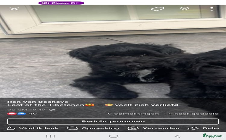 Tibetaanse Terriër honden - Advertentie 1