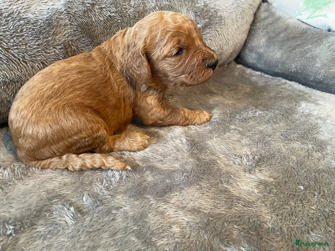 Kruising honden te koop: Lieve labradoodle / Australian labradoodle pups - Advertentie 1