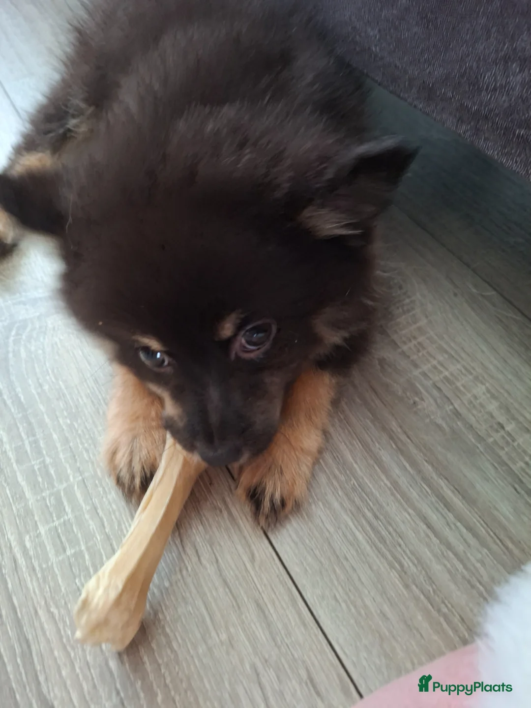 Kruising honden te koop: Black tan  - Advertentie 4