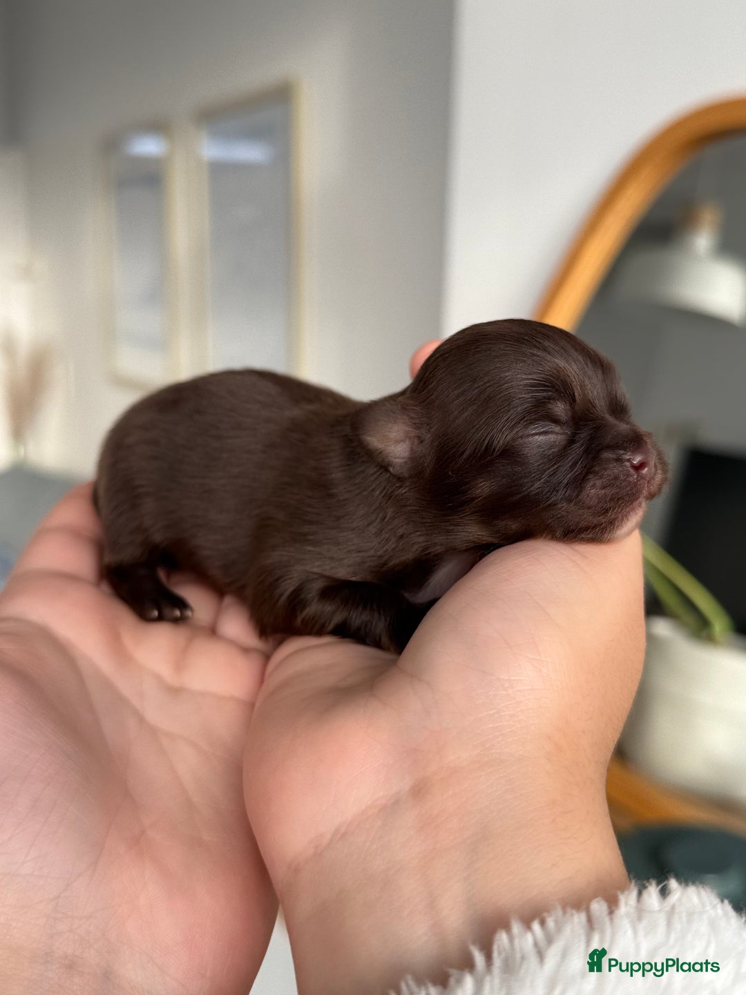 Chihuahua honden te koop: Chihuahuas pups - Advertentie 17