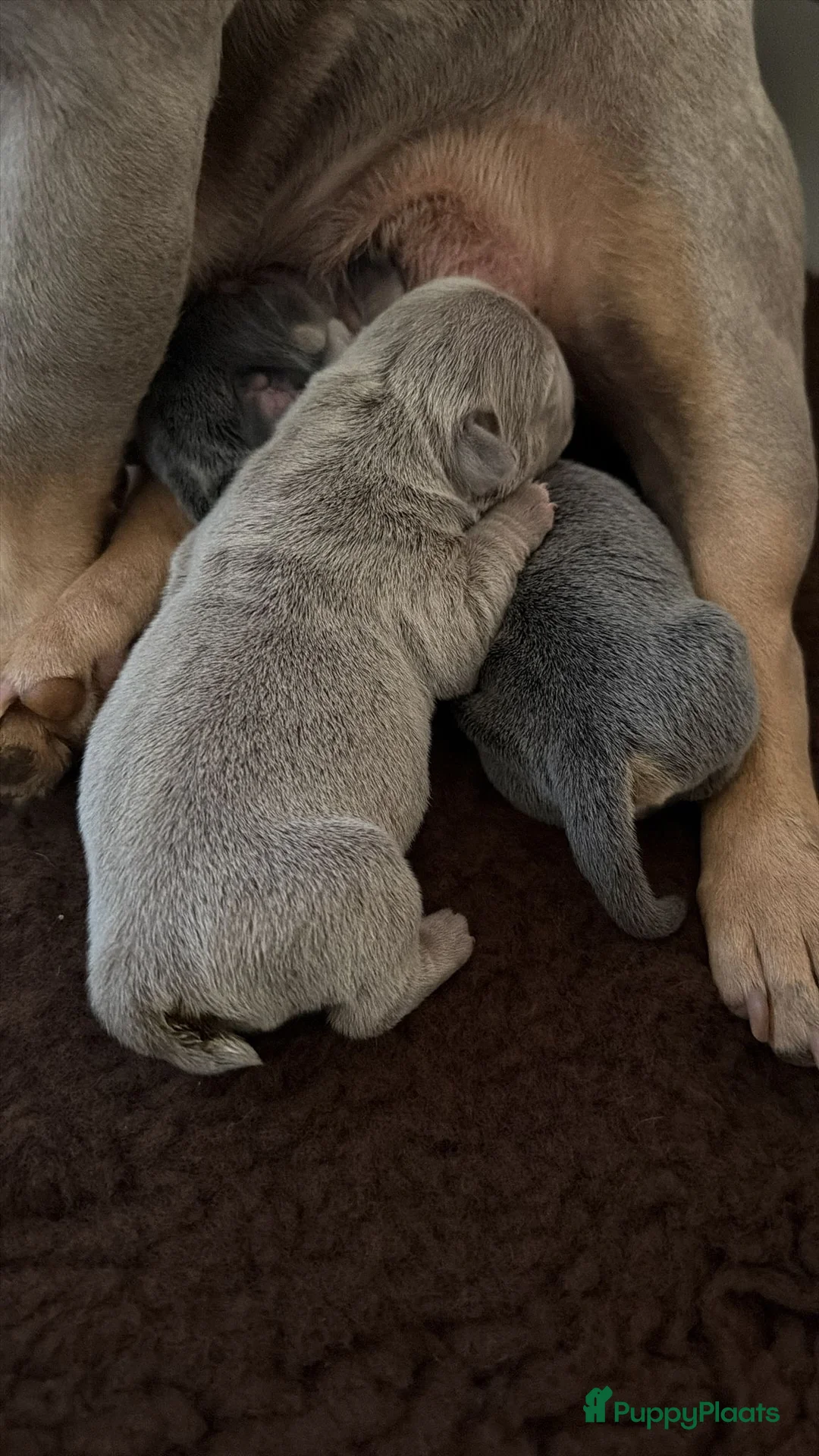 Franse Bulldog honden te koop: Mooie Franse bulldog pups - Advertentie 5