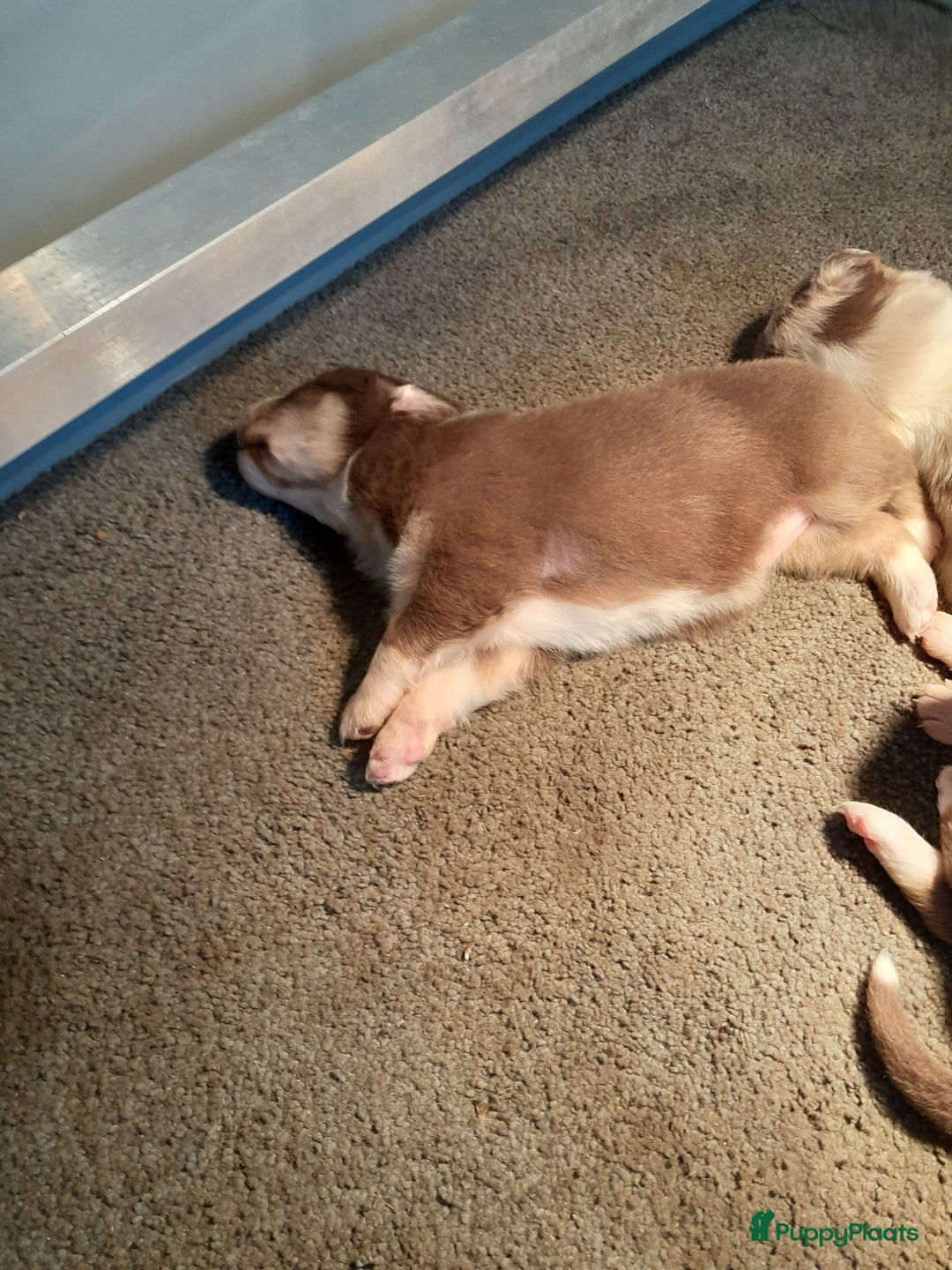 Australian Shepherd honden te koop: Lieve raszuivere australian shepherd pups  - Advertentie 10