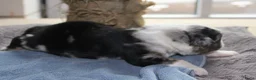 Australian Shepherd honden te koop: Super leuke Ausie pups - Advertentie 12