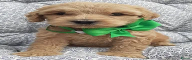 Australian Labradoodle Puppy Wendy