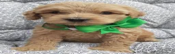 Australian Labradoodle honden te koop: Australian Labradoodle pups WALA stamboom  - Advertentie 17