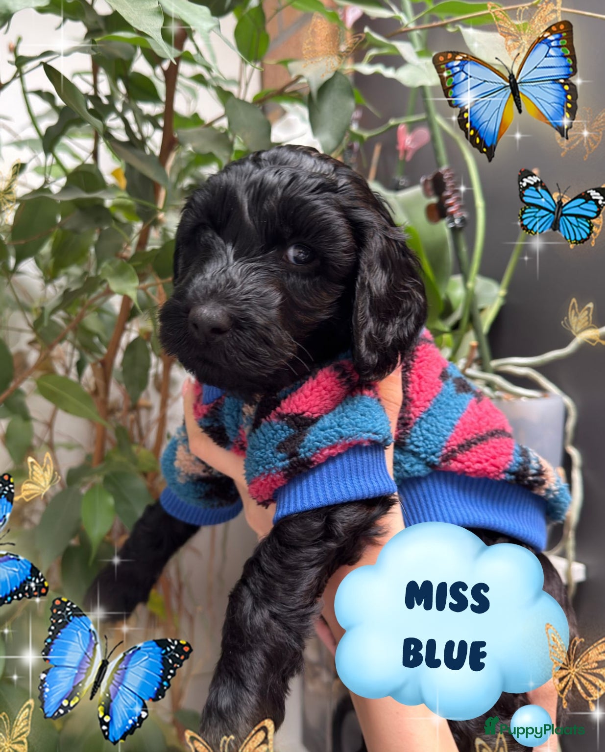 Australian Labradoodle honden Schattige Australian Labradoodle Puppies (Belgium) - Advertentie 2