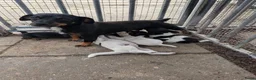 Jack Russel Terriër honden te koop: Prachtige schattige Jack Russell pups - Advertentie 10