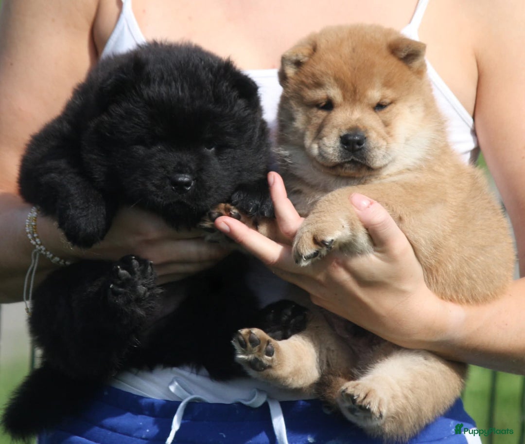 Chow Chow honden te koop: Chow Chow pups - Afbeelding 12