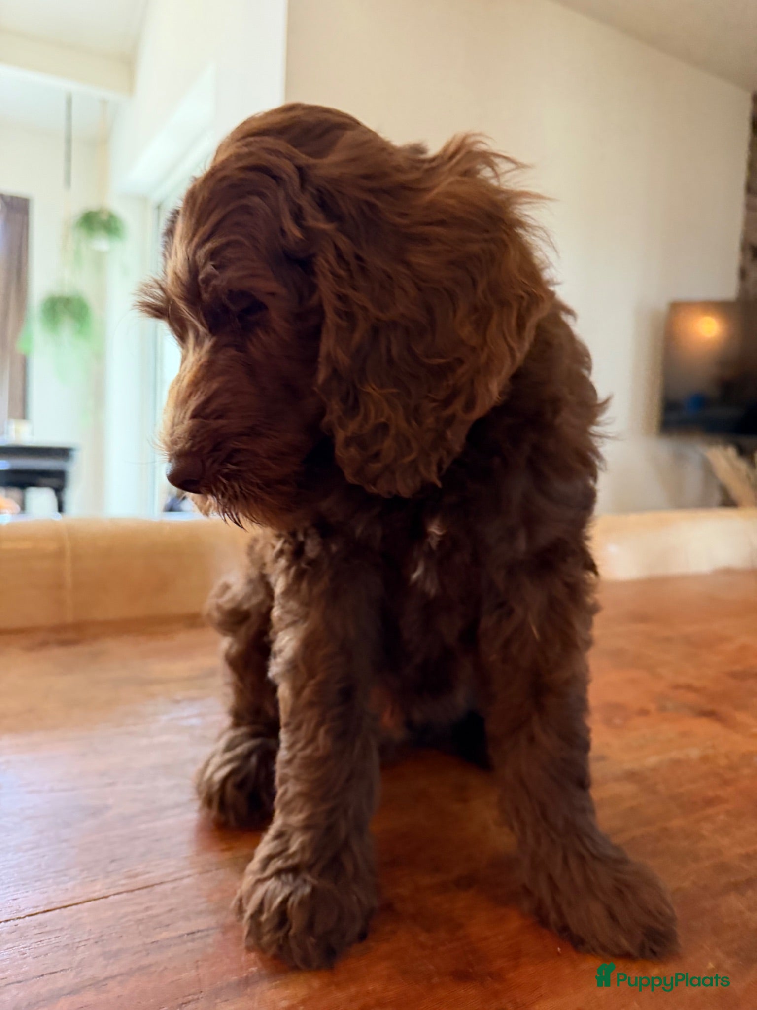 Australian Labradoodle honden Prachtige chocoladebruine Australian Labradoodles - Advertentie 2