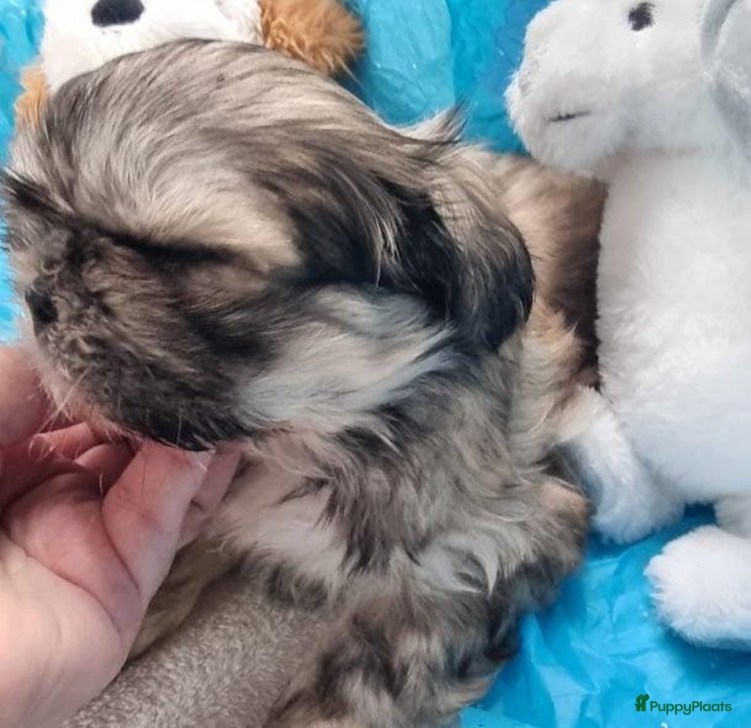 Shih Tzu honden te koop: Imperial Shih Tzu puppy's  - Advertentie 13