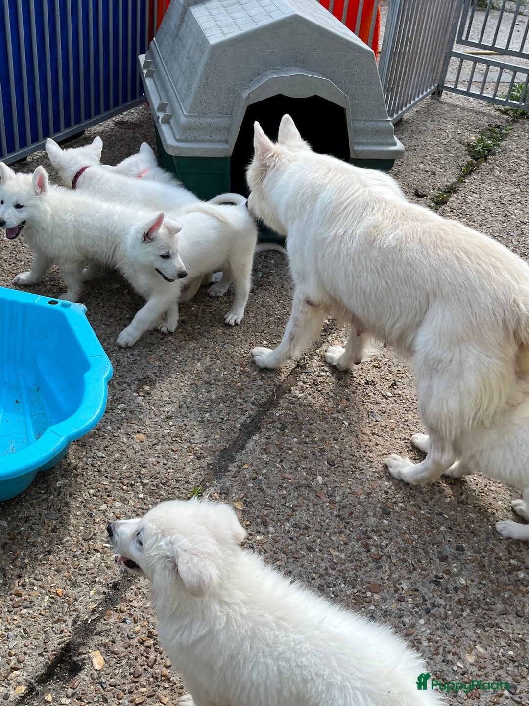 Zwitserse Witte Herdershond honden te koop: Zwitserse witte herder pups - Afbeelding 8