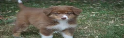 Australian Shepherd honden te koop: Australian shepherd pups - Advertentie 6