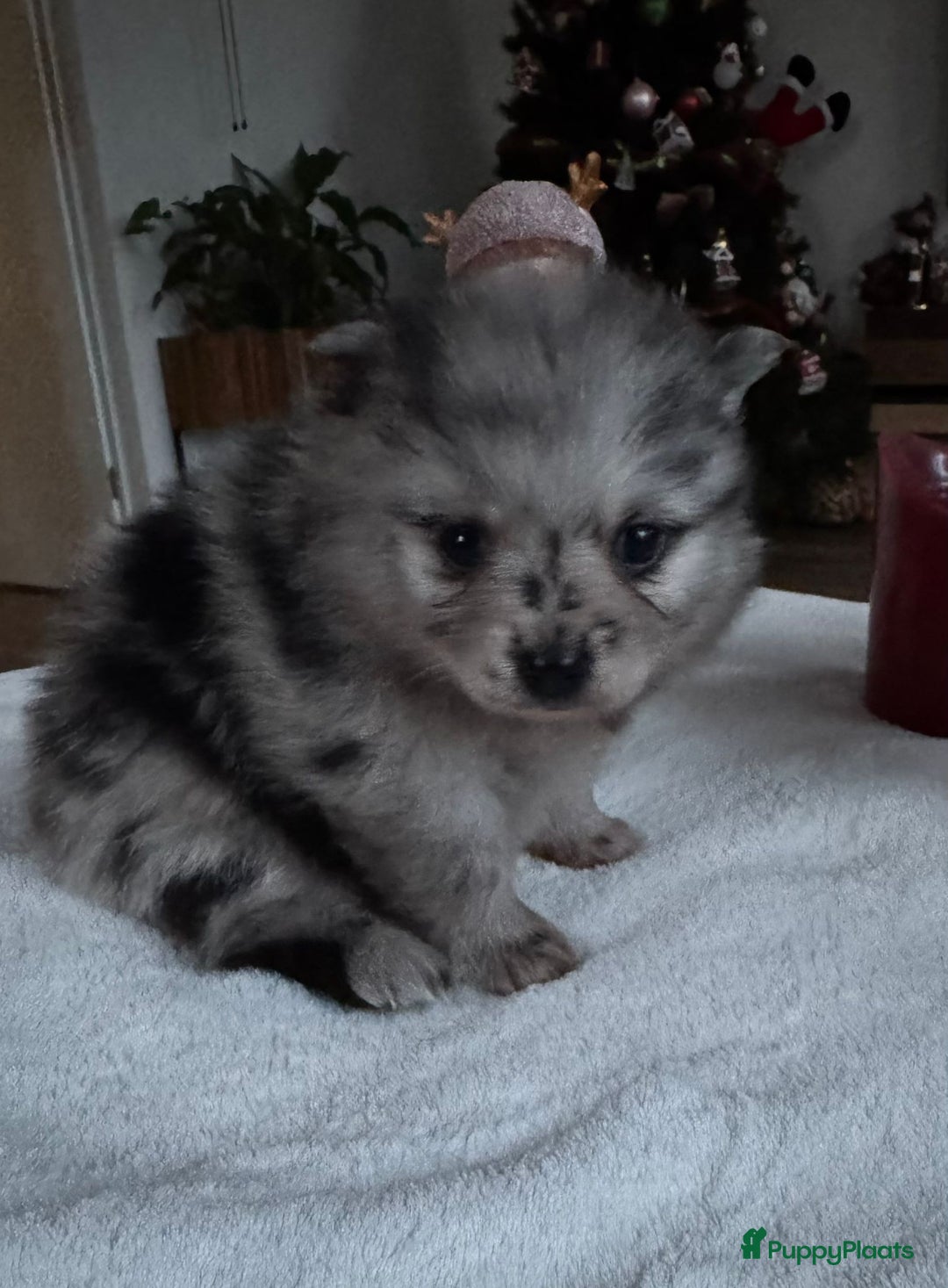 Pomeriaan honden te koop: Prachtige Pomeriaan pups  - Advertentie 8