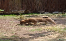 Shiba honden te koop: Shiba teefje met stamboom - Afbeelding 6