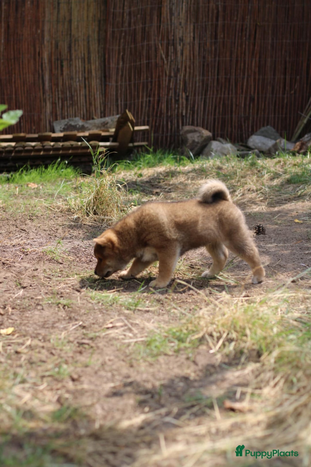 Shiba honden te koop: Shiba teefje met stamboom - Afbeelding 6