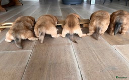 Kruising honden te koop: Bijzonder mooie combi: Toller X Teckel kruising, - Afbeelding 22