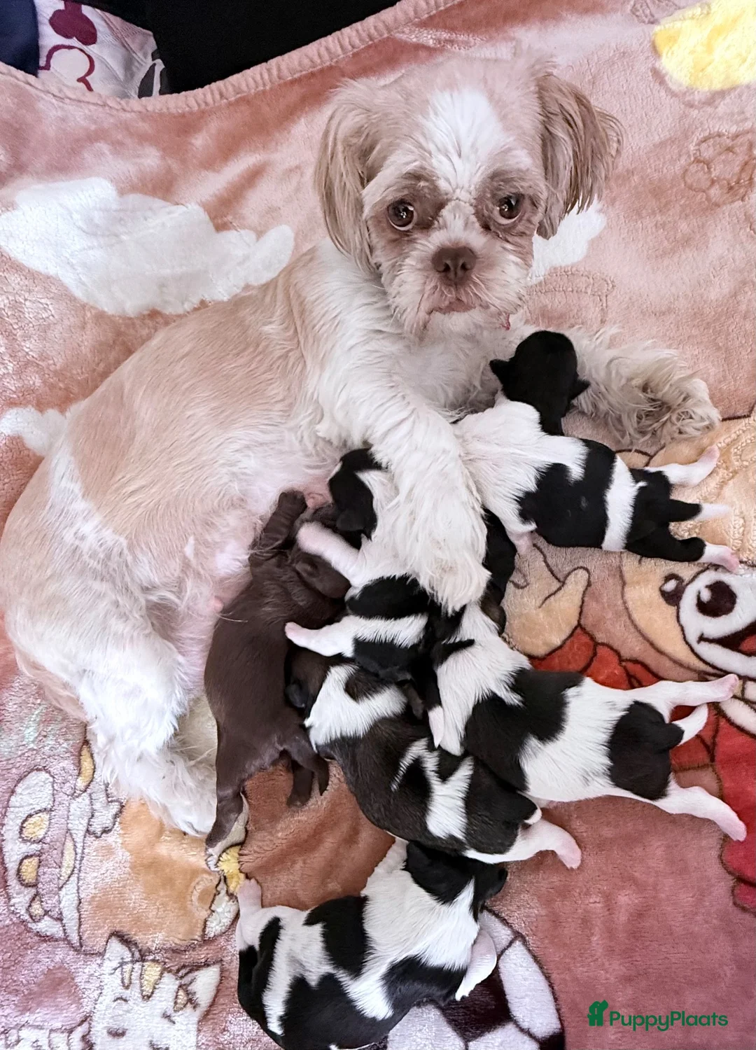 Shih Tzu honden te koop: Puppies te koop - Advertentie 8