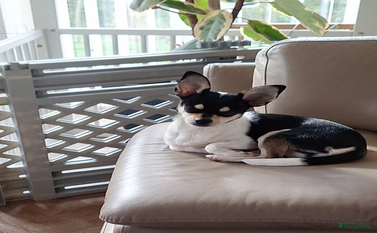 Chihuahua honden - Advertentie 10