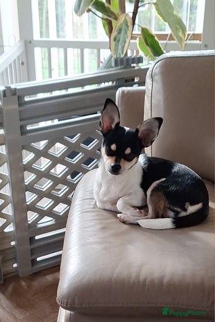 Chihuahua honden - Advertentie 1