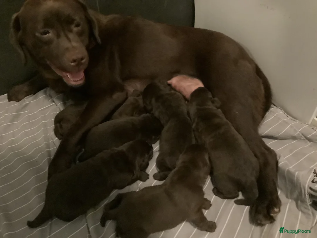 Labrador Retriever honden te koop: Mooie bruine labrador pups van stamboomouders  - Advertentie 2