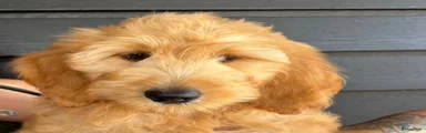 Goldendoodle 2