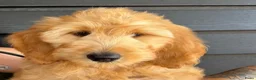 Goldendoodle honden te koop: Goldendoodle pups - Advertentie 4