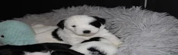Tibetaanse Terriër honden te koop: Tibetaanse terrier pups met stamboom  - Advertentie 10