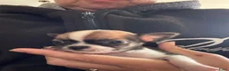 Chihuahua honden te koop: Kortharige chihuahua pups - Advertentie 7