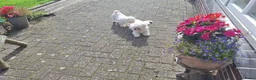 Maltezer honden te koop: Maltezer reutje. Rasecht. 1 jaar - Advertentie 3