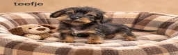Kruising honden te koop: Super mooie kaninchen x dwerg teckel pups - Advertentie 7
