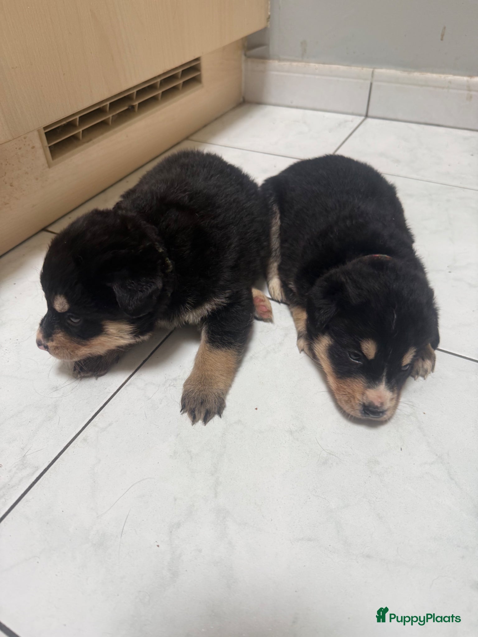 Kruising honden Deze 2 lieverts bernsky zijn nog beschibaar - Advertentie 1