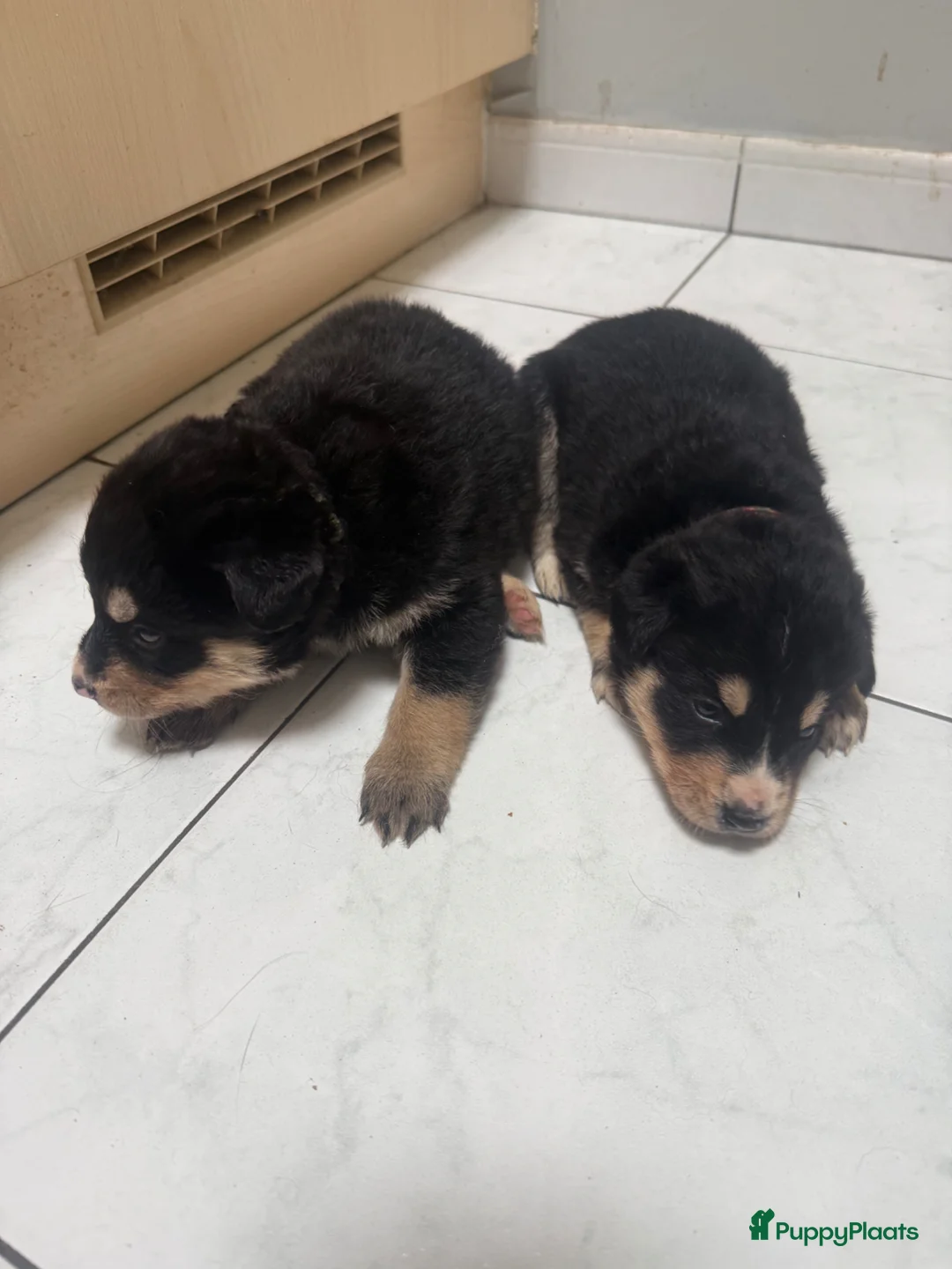 Kruising honden te koop: Deze 2 lieverts bernsky zijn nog beschibaar - Advertentie 1