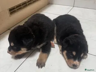 Kruising honden te koop: Deze 2 lieverts bernsky zijn nog beschibaar - Advertentie 2