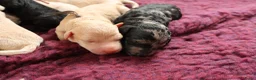 Labradoodle honden te koop: Prachtige Medium Labradoodle pups geboren  - Advertentie 7