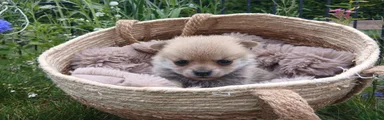 Pomchi 2