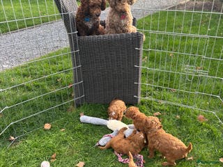 Labradoodle honden Mini labradoodle te koop - 1 teefje beschikbaar - Advertentie 2