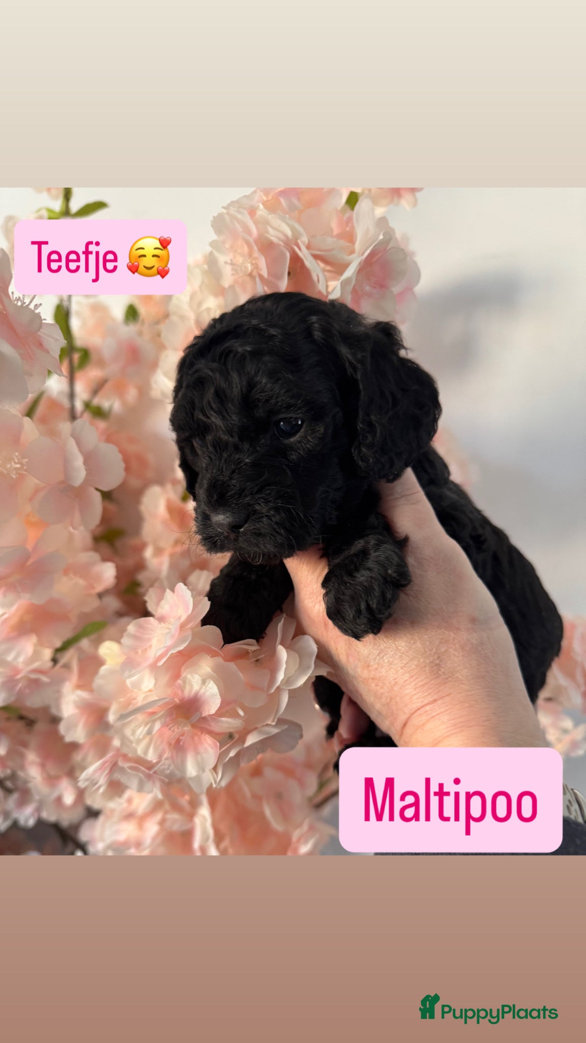 Maltipoo honden Geweldige MaltiPoo’s 🥰 Choco/Zwart - Advertentie 1