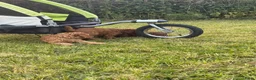Australian Labradoodle honden te koop: Prachtig nest labradoodles (medium) - Advertentie 9