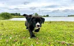 Amerikaanse Bully honden te koop: American Bully XL Puppies - Afbeelding 10